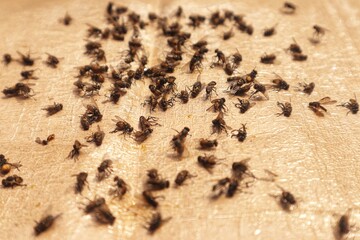 Many flies stuck to paper glue trap with close up view.