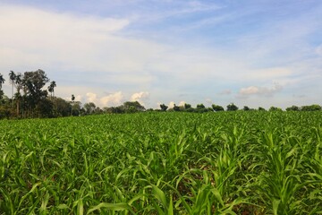 Green and wide young corn field in agricultural garden.