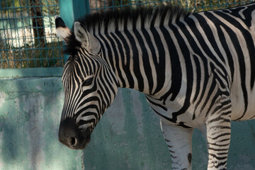 Zebra Zoo Enclosure Captivity: Single plains zebra stands enclosure, zoo setting, daytime, captive...