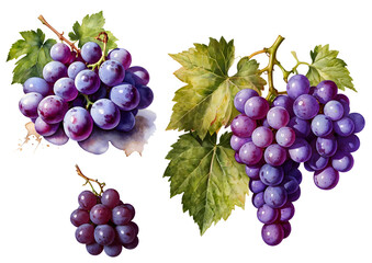 Fototapeta premium bunch of purple grapes