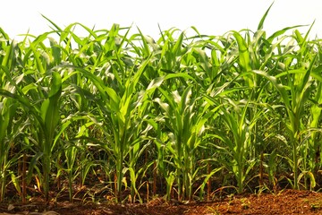 Green and wide young corn field in agricultural garden.