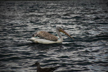 Pelican on the lake