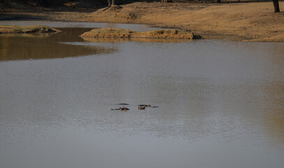 African animals Hippos called hippopotamus - Hippo, in Kruger National Park South Africa