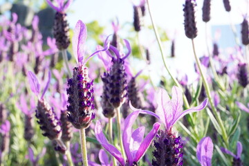 満開に咲いているフレンチラベンダー。