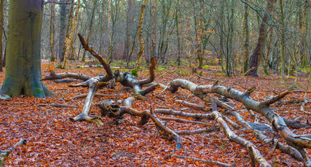 Forest in mist, fog, haze and sunbeams in winter, Lage Vuursche, Utrecht, Netherlands, January 11, 2025
