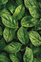 Fresh Dark Green Spinach Leaves Close-Up, Detailed Texture and Veins.