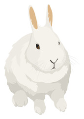 Pet png bunny, cute animal sticker, transparent background