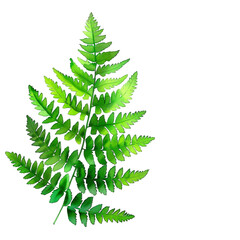 Lush Green Fern Leaf Against Black Background in Vibrant Detail