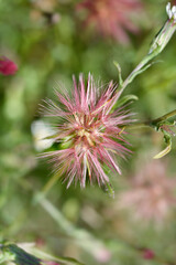Spreading fleabane seed head
