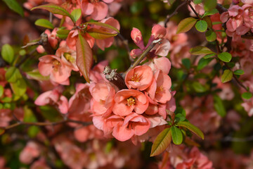 Japanese Flowering Quince branch with flowers