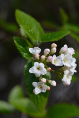 Korean spice viburnum branch with flowers
