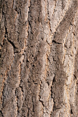 Ginkgo bark detail
