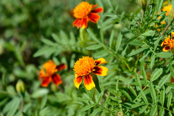 French marigold flowers