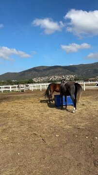 Vertical video of Two purebred horses eating grass from feeder in corral farm on blue sky background. Animal Feeding. Thoroughbred horse in a paddock. Breeding horses in stable.	