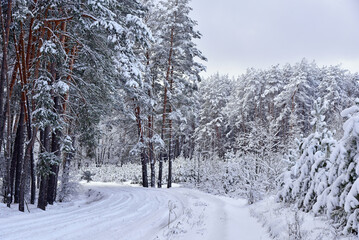 Picturesque winter forest landscape with snow-covered trees and a winding path of empty road.