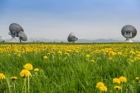 Meadow full of dandelion flowers and satellite dish