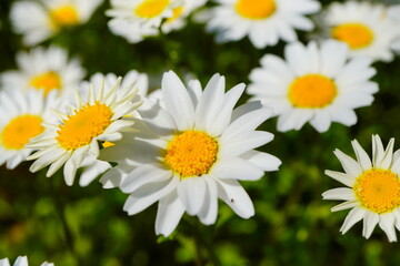 4月の公園に咲く白くて可愛らしいクリサンセマム