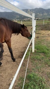 Vertical video Brown horse drinks water from special automatic bowls for cattle or drinker in paddock. Bay horse is drinking from autodrinker in corral farm. Horse in stable on mountains background.