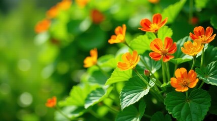 Vibrant orange blossoms nestled amongst lush green foliage, bathed in sunlight, creating a captivating floral scene of natural beauty