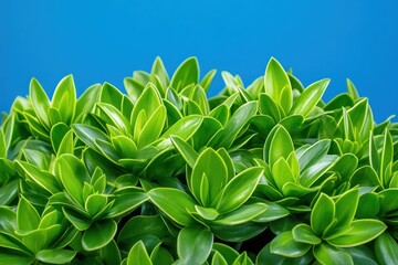 Fototapeta premium Vibrant Green Leaves of a Lush Plant Against a Solid Blue Background, Close-Up.
