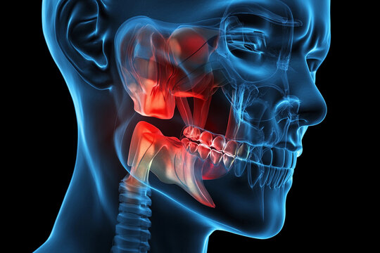 Detailed illustration of human jaw and throat anatomy