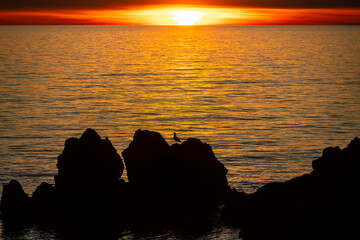 Sunset over the sea with rocks and a seagull in the backlight