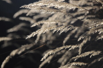 Obraz premium graminées