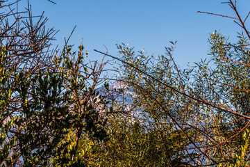 Paisaje con el volcán del Teide nevado de fondo.