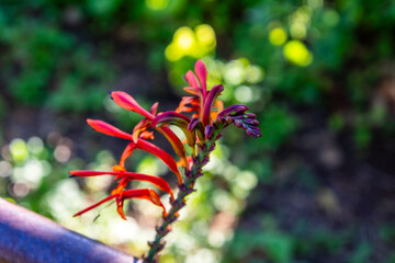 Flora en un parque al aire libre.