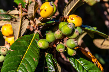 Phoenix dactylifera pertenece a la familia de Arecaceae.