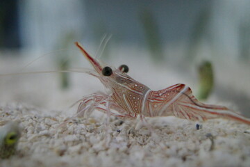 神秘の深海エビ　その瞳に吸い込まれそう