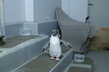 キョロキョロペンギン、好奇心爆発！