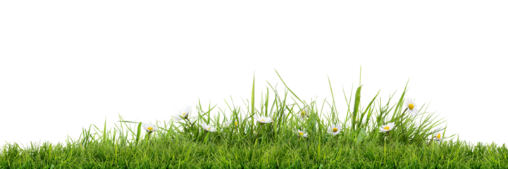 A vibrant, fresh spring green grass lawn edge border, adorned with daisy flowers isolated against a transparent background.
