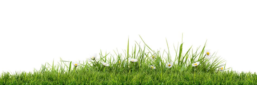 A vibrant, fresh spring green grass lawn edge border, adorned with daisy flowers isolated against a transparent background.