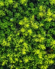Fototapeta premium Close-Up of Bright Green Moss with Tiny Water Droplets on a Textured Surface.
