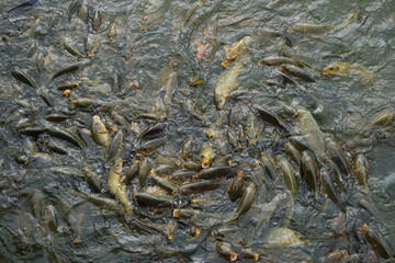 School of hungry fishes