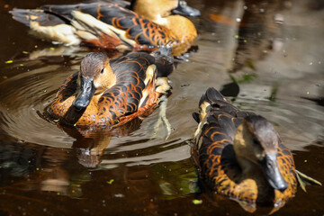 group of lesser whistling ducks swimming in the pond