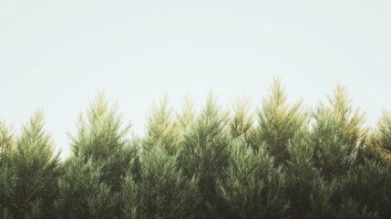 Low Angle View of Dense Green Pine Tree Tops Against a Pale Sky, Natural Background