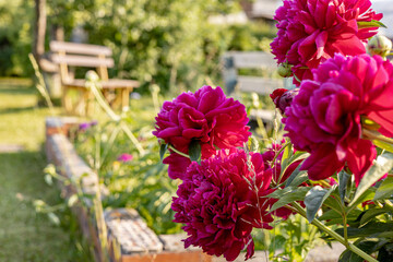 deep pink peonies in full bloom in the garden. The peonies are surrounded by green foliage. The photo captures the delicate beauty of nature and the vibrant colors of summer.