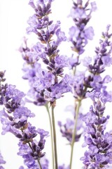 Obraz premium Lavender blooms showcasing rich purple hues illuminated by soft sunlight, creating a serene and enchanting atmosphere perfect for nature-themed designs