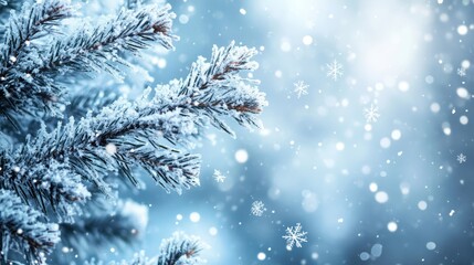 Frosted Evergreen Branches with Falling Snowflakes on a Blue Blurred Background