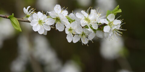 premières fleurs de printemps 
