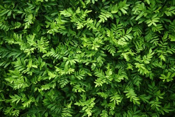 Lush Green Fern Foliage Pattern, Dense Leaf Texture, Natural Background.