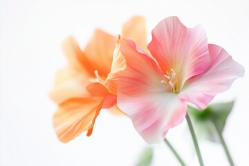 Fototapeta premium Close-up of two flowers in a decorative vase