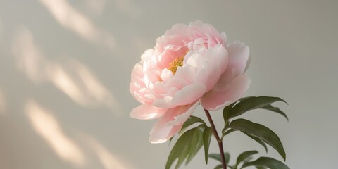 A Single Pink Peony Flower Blooms In Soft Sunlight