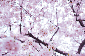 Obraz premium 桜