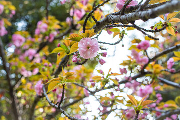 桜