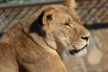 Lioness Zoo Enclosure Resting