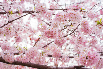 Fototapeta premium 桜