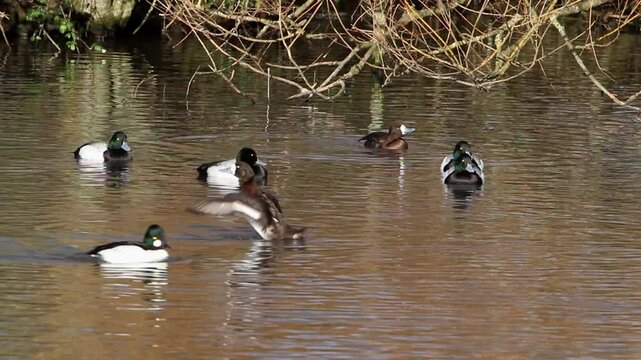 Scaup, Aythya marila and Goldeneye, Bucephala clangula ducks at edge of a lake. Winter. UK